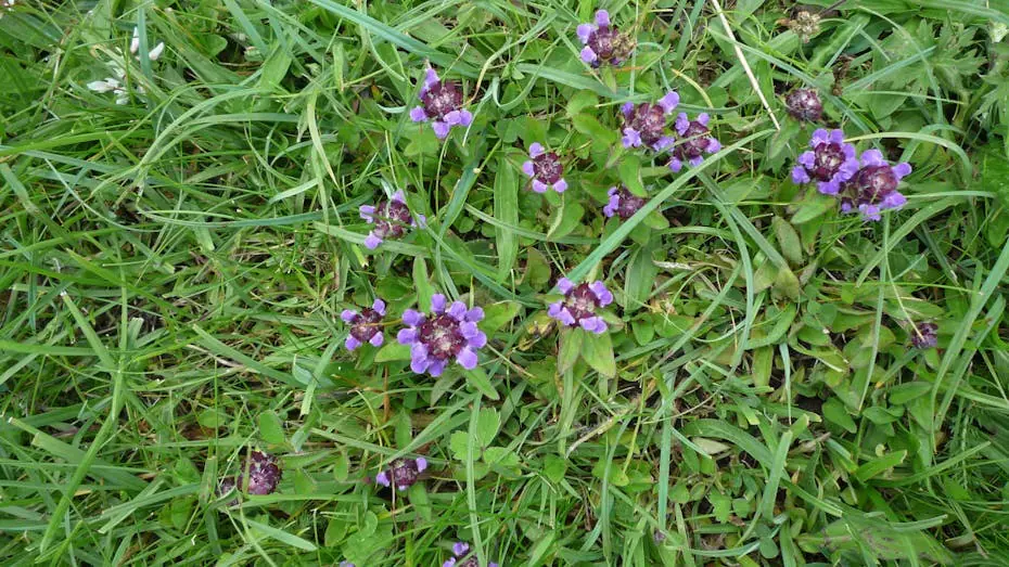 Flowering weeds growing through grass
