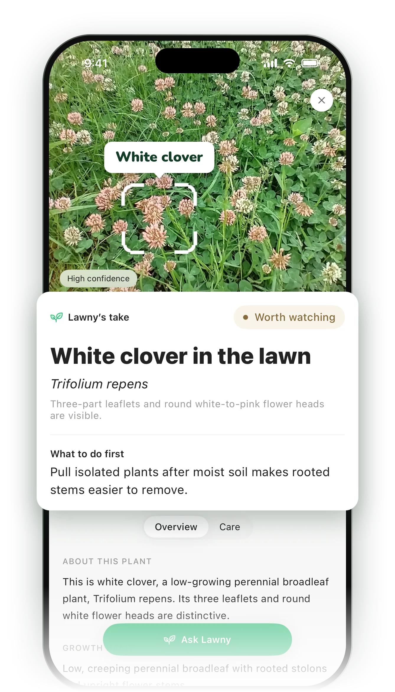 Lawny's Weed Identifier result naming white clover, Trifolium repens, with what to do first
