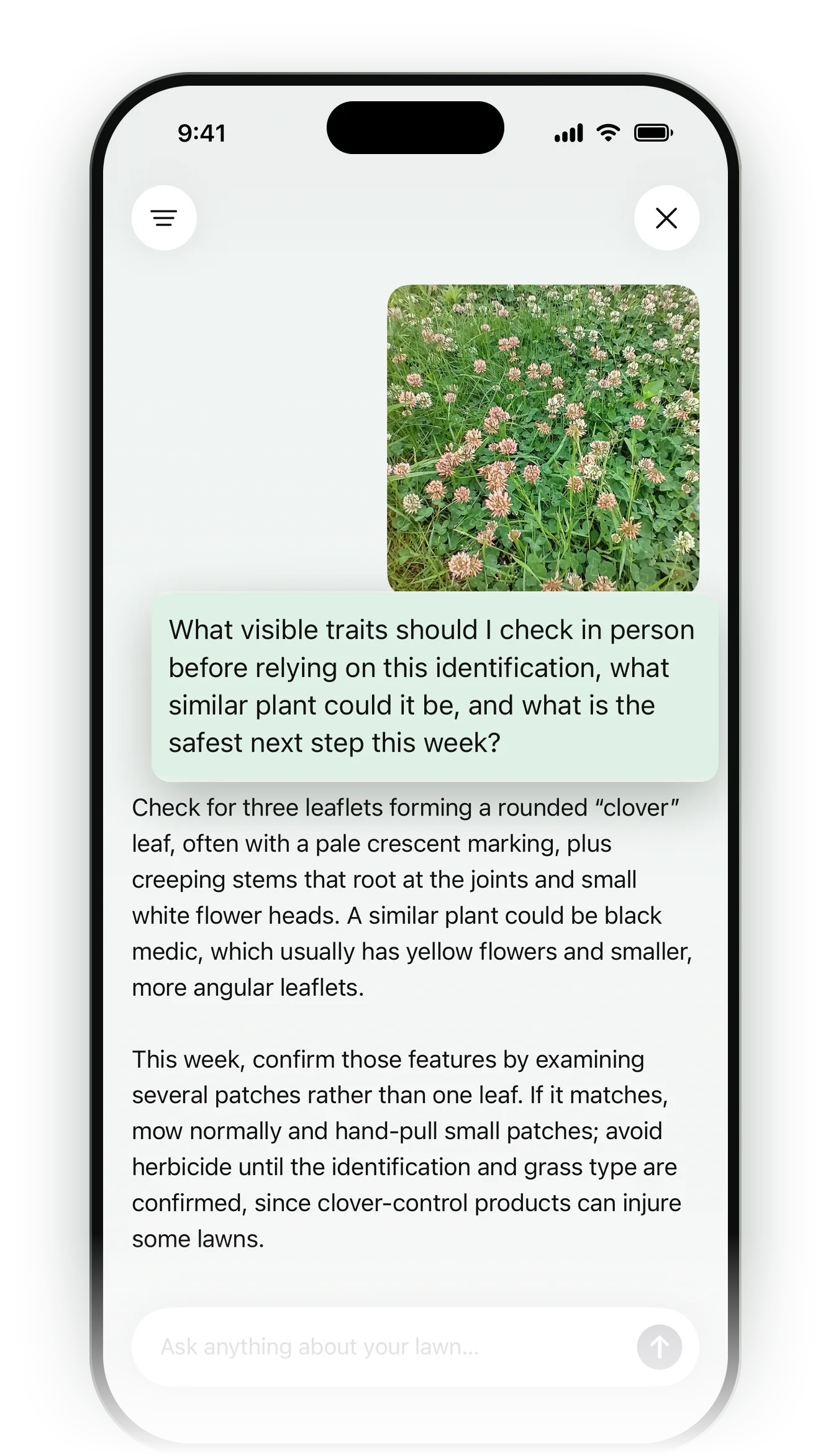 Ask Lawny answering a follow-up question about white clover